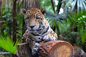 Foto op Plexiglas jaguar lying on a tree trunk, Belize Zoo  © Christophe