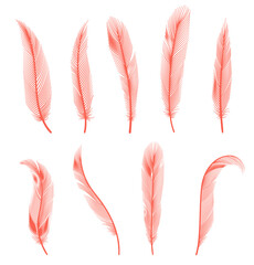 Coral detailed feathers of bird collection.  decorative fluffy pink feathers of flamingo or goose. Set plume icon isolated on white background
