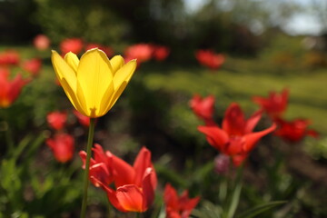 Bright colorful Tulip blossoms in spring in nature