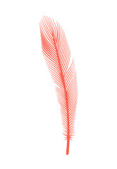 Coral detailed feather of bird.  decorative fluffy pink feather of flamingo or goose. Plume icon isolated on white background