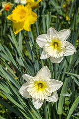 Big-cupped Narcissus (Narcissus x hybridus) in park