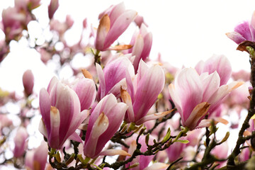 Spring blooming big pink Magnolia flower in the park. High quality photo. Czech republic, Europe.