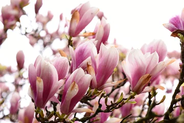 Foto op Canvas Spring blooming big pink Magnolia flower in the park. High quality photo. Czech republic, Europe. © Alena