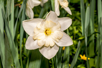 Big-cupped Narcissus (Narcissus x hybridus) in park