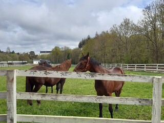 Caballos en un cerro al nordeste de Galicia