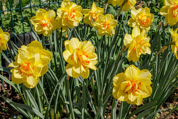 Double Narcissus (Narcissus x hybridus) in park