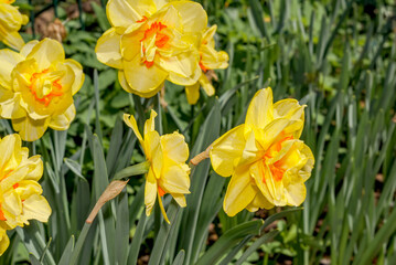 Double Narcissus (Narcissus x hybridus) in park