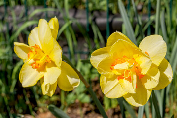 Double Narcissus (Narcissus x hybridus) in park
