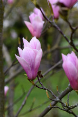 Fototapeta na wymiar Spring blooming big pink Magnolia flower in the park. High quality photo. Czech republic, Europe.