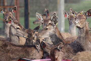 Deer farm in Konotop region, Ukraine