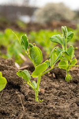 sprouts of young peas in a field in rows