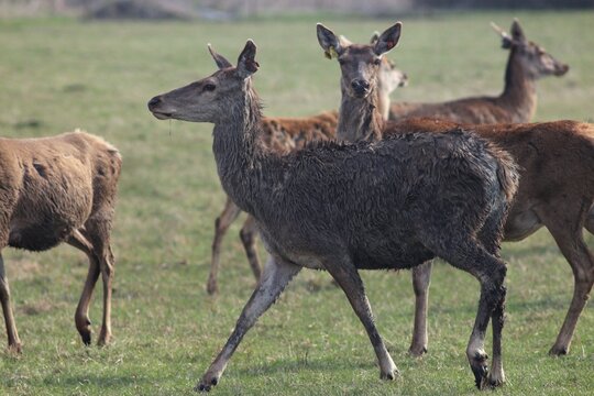 Deer farm in Konotop region, Ukraine