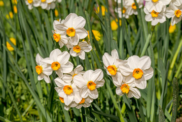 Chinese Sacred Lily (Narcissus tazetta) in garden