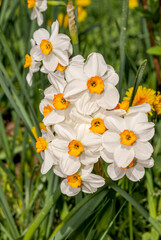 Chinese Sacred Lily (Narcissus tazetta) in garden