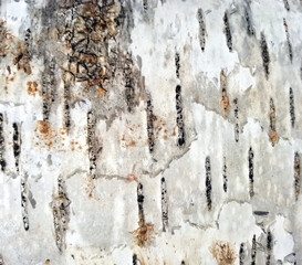 Close-up of birch bark. Natural background of birch bark. Birch texture close-up