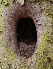 tree hollow