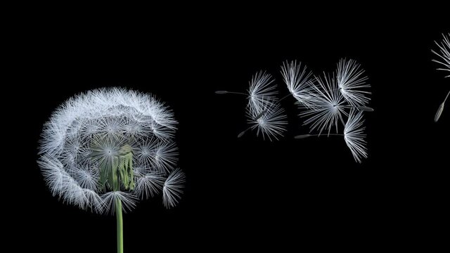 3d dandelion seeds fly away, animation transparent background