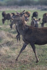 Deer farm in Konotop region, Ukraine