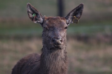 Deer farm in Konotop region, Ukraine