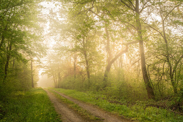 Naklejka premium Misty morning in the woods