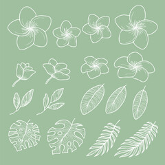 プルメリアとボタニカルリーフのトロピカルセット　白線