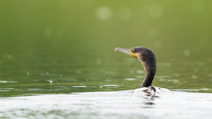 Cormorant swimming in a lake on a spring morning