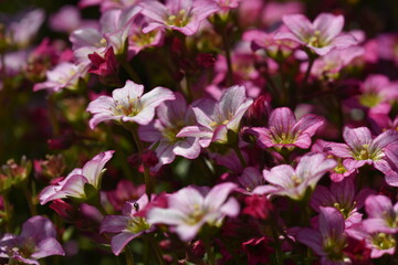 Saxifraga - Flowers pink purple plants saxifrage (steinbrech)