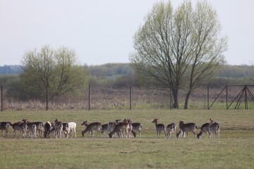Deer farm in Konotop region, Ukraine