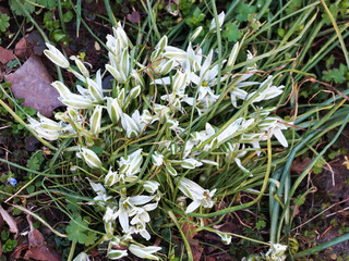 Obraz premium white flowers of snowdrops primroses in spring green grass