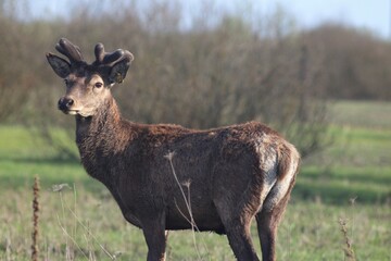 Deer farm in Konotop region, Ukraine
