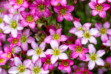 Beautiful spring flowers of Saxifraga × arendsii blooming in the garden, close up