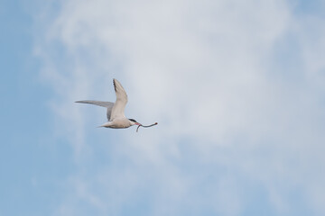 Common tern in flight with a river lamprey