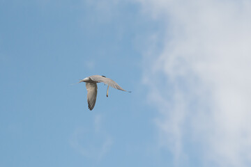 Common tern in flight with a river lamprey