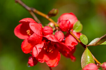 Obraz na płótnie Canvas Red flowers of blooming bush of quince in the garden, springtime