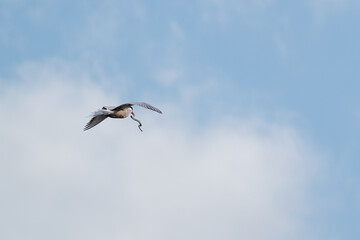 Fototapeta na wymiar Common tern in flight with a river lamprey