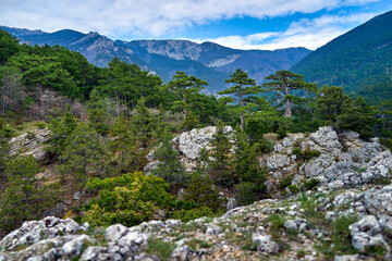 Pine trees growing on stones against a background of mountains