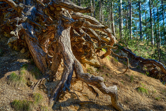 Exposed roots of a pine tree growing on stones - Powered by Adobe