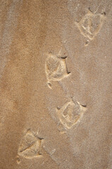 bird tracks in the sand