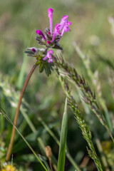 flowering herbs in the steppe