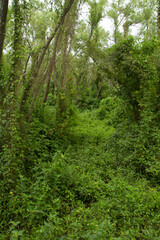 Forest background. View of the green leaves foliage and lush vegetation in the jungle. 