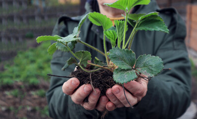 A strawberry seedling is held by the hands of a person, close-up-the concept of spring planting of vitamin berries
