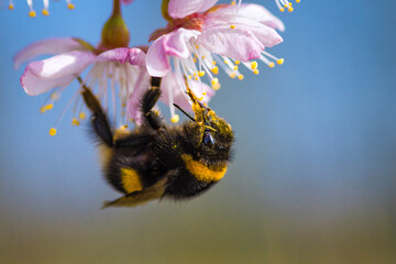 Hummel an der Kirschblüte