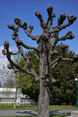 Prague, Czech Republic - April 23, 2021 - spring in the Royal Garden at Prague Castle