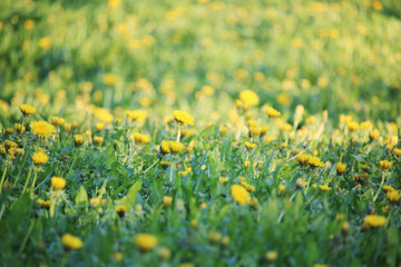 A dandelion meadow in spring season