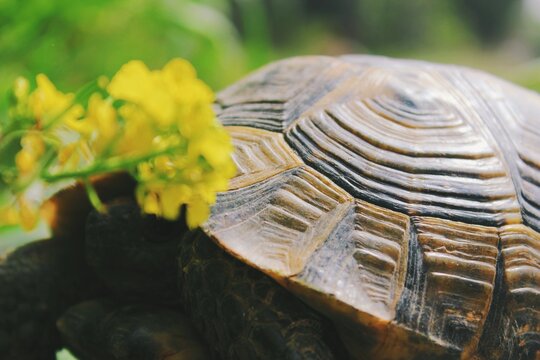 Macro turtle shell detail on land with yellow flower and nature background