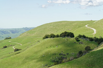 The other side of the silicon valley - Green Hills with cows, San Jose, USA