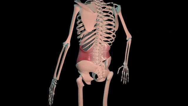 Transversus Abdominis Muscles Full Roration Loop