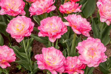 Double late Tulip 'Double Sugar' (Tulipa hybrida) in park