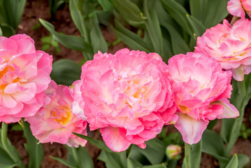 Double late Tulip 'Double Sugar' (Tulipa hybrida) in park