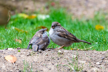 A baby sparrow